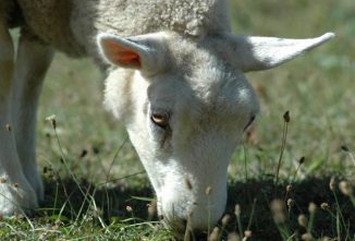 When Limping is Not a Sign of Sheep Foot Rot